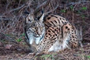 Španjolski ris Španjolski ris